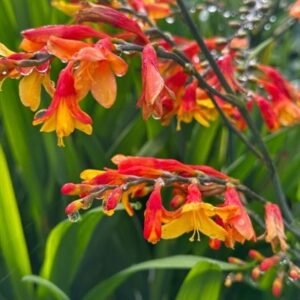 Crocosmia Lanceolata 'Harlequin