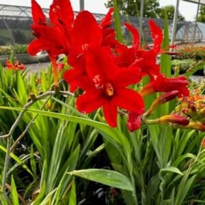 Crocosmia Aurea 'Lucifer'