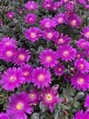 Delosperma Cooperi 'Jewel Of Desert Opal'