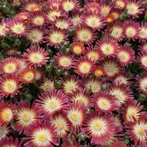 Delosperma Cooperi 'Jewel Of Desert Ruby'