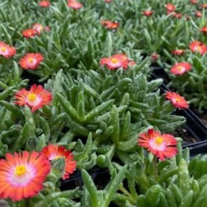 Delosperma Cooperi 'Jewel Of Desert Garnet'