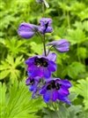 Delphinium Elatum 'Magic Fountain Dark Blue Dark Bee'