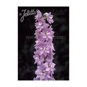 Delphinium Elatum 'Magic Fountain Cherry Blossom' White Bee