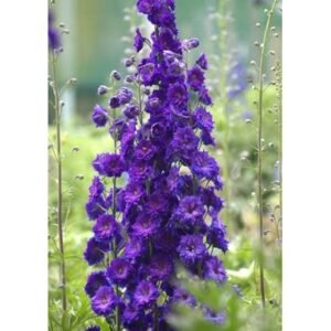 Delphinium x 'New Zealand Pagan Purples'