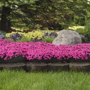 Dianthus x 'Pw Paint The Town Magenta'