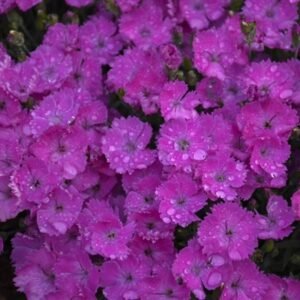 Dianthus x 'Pw Paint The Town Fuschia'