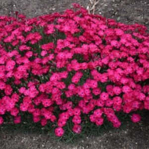 Dianthus x 'Pw Paint The Town Red'