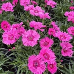 Dianthus x 'Pw Paint The Town Fancy'