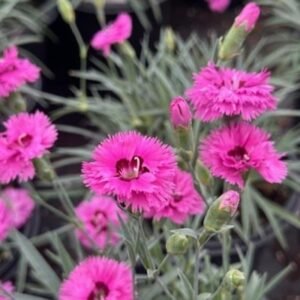 Dianthus x 'Wg Pretty Poppers Goody Gumdrops'