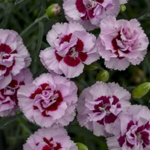 Dianthus x 'Wg Pretty Poppers Kiss And Tell'
