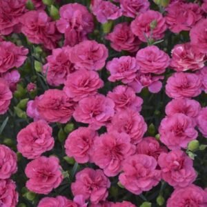 Dianthus x 'Wg Pretty Poppers Double Bubble'