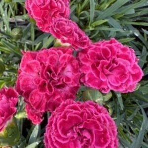 Dianthus x 'Pw Fruit Punch Raspberry Ruffles'