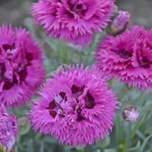 Dianthus x 'Pw Fruit Punch Spiked Punch'