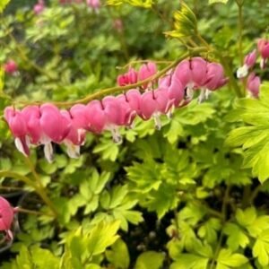 Dicentra Spectabilis 'Pw Gold Heart'