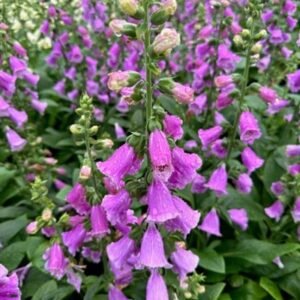 Digitalis Purpurea 'Dalmation Purple'