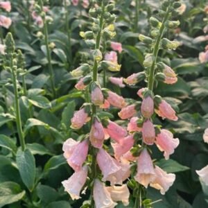 Digitalis Purpurea 'Dalmation Peach'