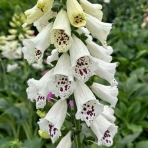 Digitalis Purpurea 'Dalmation White'