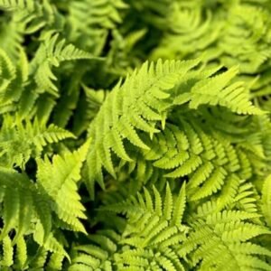 Dryopteris Native Marginalis