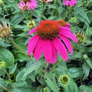 Echinacea Purpurea 'Rubistern'