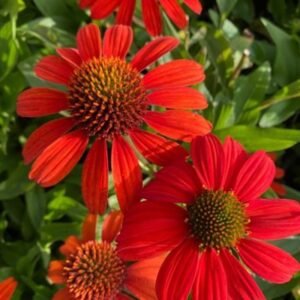 Echinacea x 'Kismet Intense Orange'