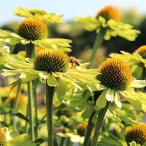 Echinacea x 'Kismet Kiwi'