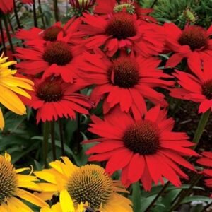 Echinacea x 'Kismet Red'