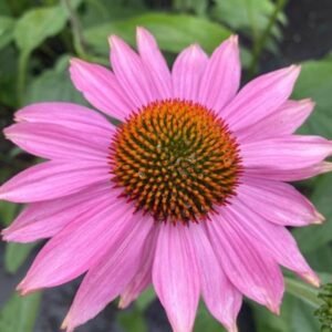 Echinacea Purpurea 'Prairie Splendour'