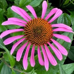 Echinacea Purpurea 'Magnus'