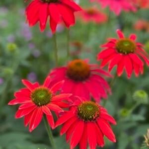Echinacea x 'Sombrero Balsomtresgo'