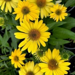 Echinacea x 'Sombrero Balsomeny'