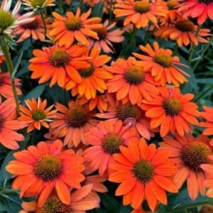 Echinacea x 'Sombrero Balsomotan'