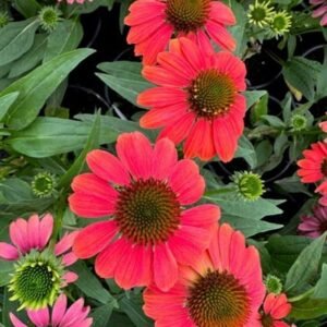 Echinacea x 'Sombrero Poco Balsomcor'