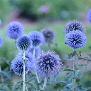 Echinops Bannaticus Blue Glow'
