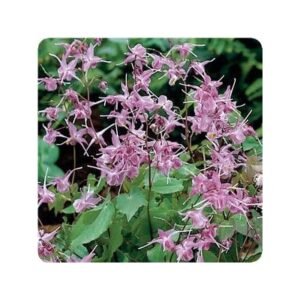 Epimedium Grandflorum 'Lilafee'