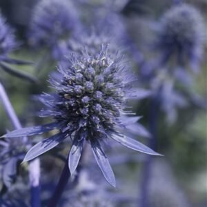 Eryngium Planum 'Blue Glitter'