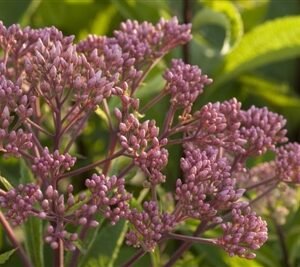 Eupatorium Dubium 'Babyjoe'