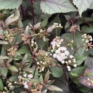 Eupatorium Rugosum 'Chocolate'