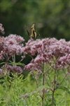 Eupatorium Maculatum