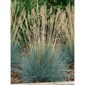Festuca Glauca 'Casa11'