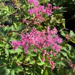 Filipendula x 'Kahome'