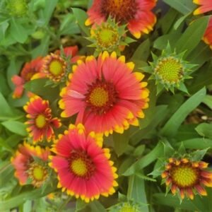 Gaillardia Aristata 'Arizona Sun'