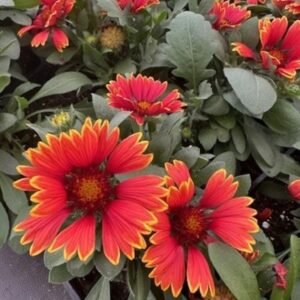 Gaillardia Aristata 'Spintop Orange Halo'