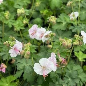 Geranium x Cantabrigiense 'Biokovo'