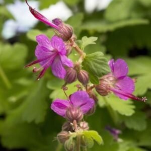Geranium Macrorrhizum 'Bevan'S Variety'