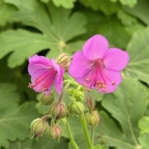 Geranium Macrorrhizum