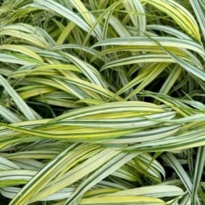 Hakonechloa Macra 'Aureola'