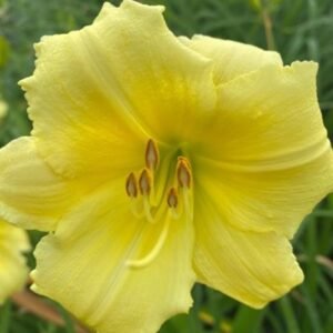 Hemerocallis 'Fragrant Returns'
