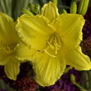 Hemerocallis 'Happy Returns'