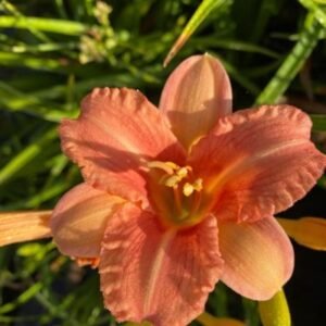 Hemerocallis 'Everydaylily Pink Wing' '
