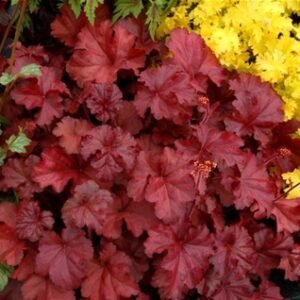 Heuchera x 'Front&Centre Fire Chief'